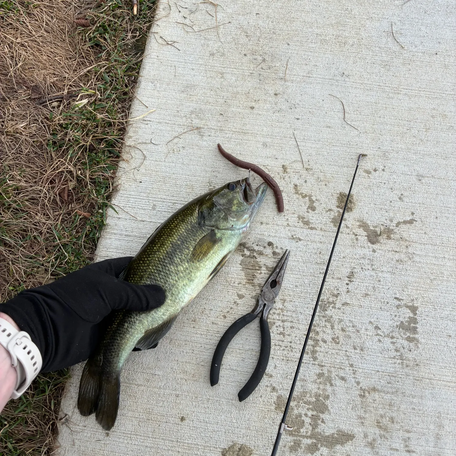 catch
