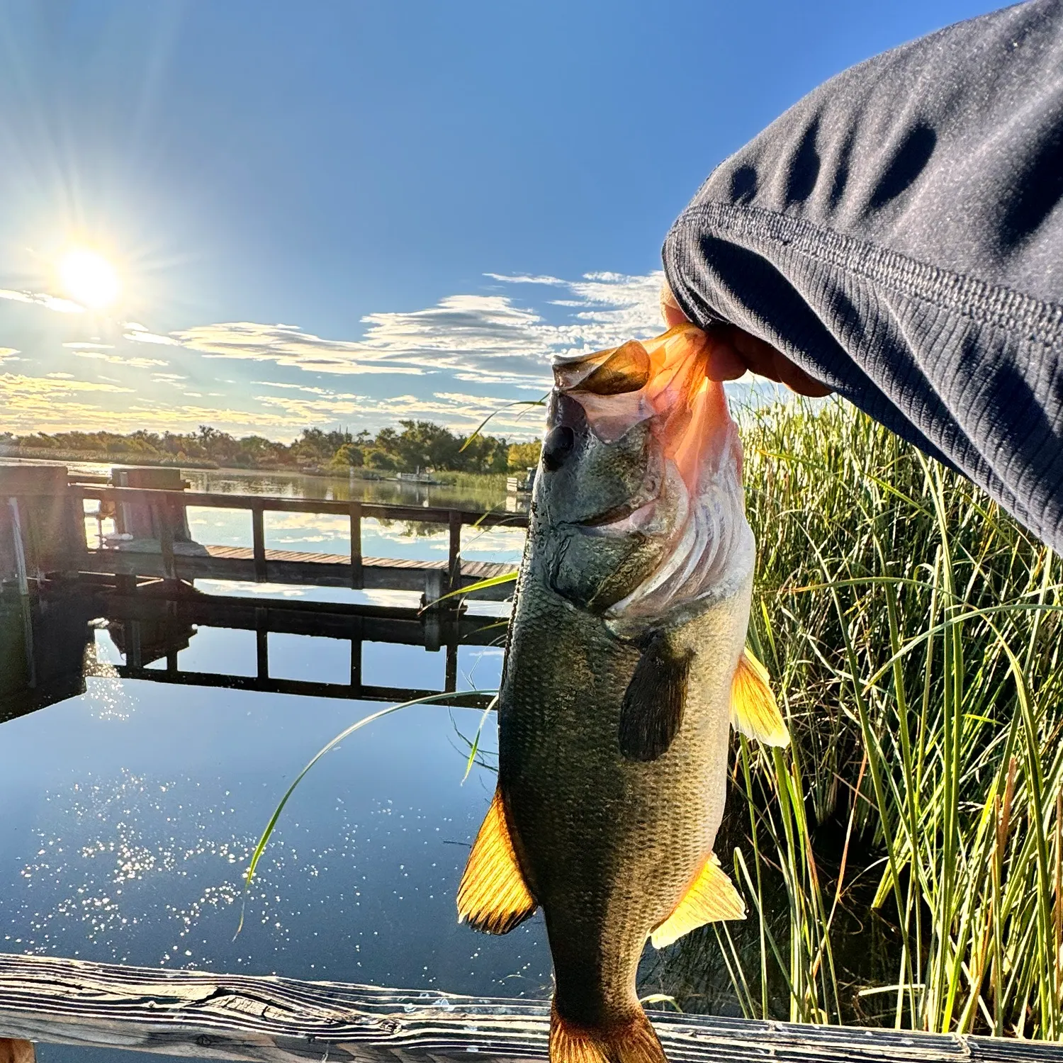 Largemouth bass caught on Fishbrain