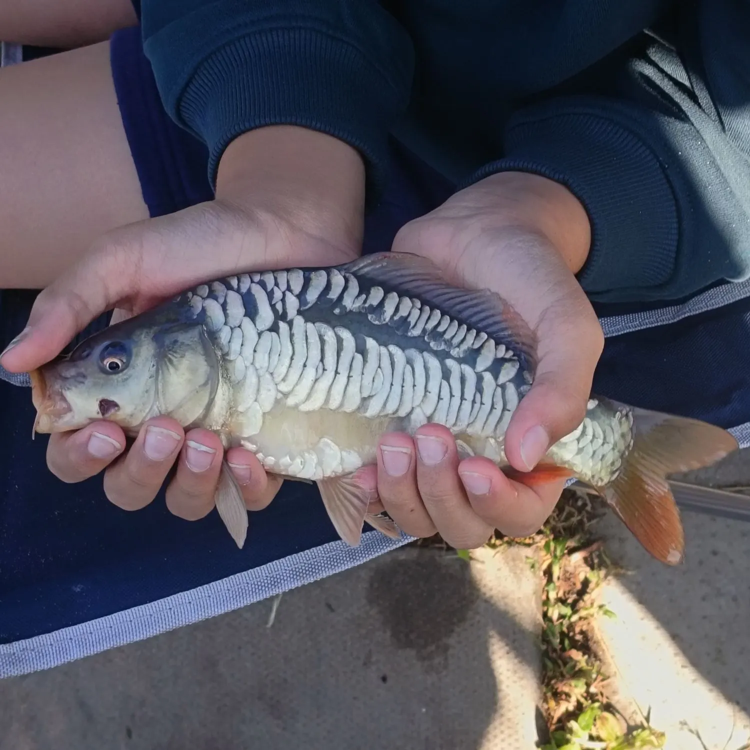 Mirror carp caught on Fishbrain