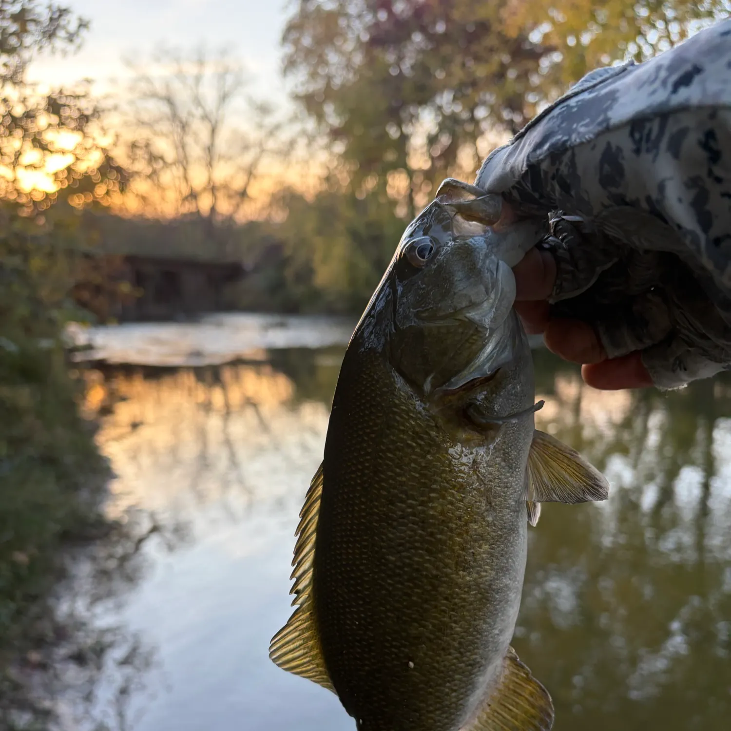 Smallmouth bass caught on Fishbrain