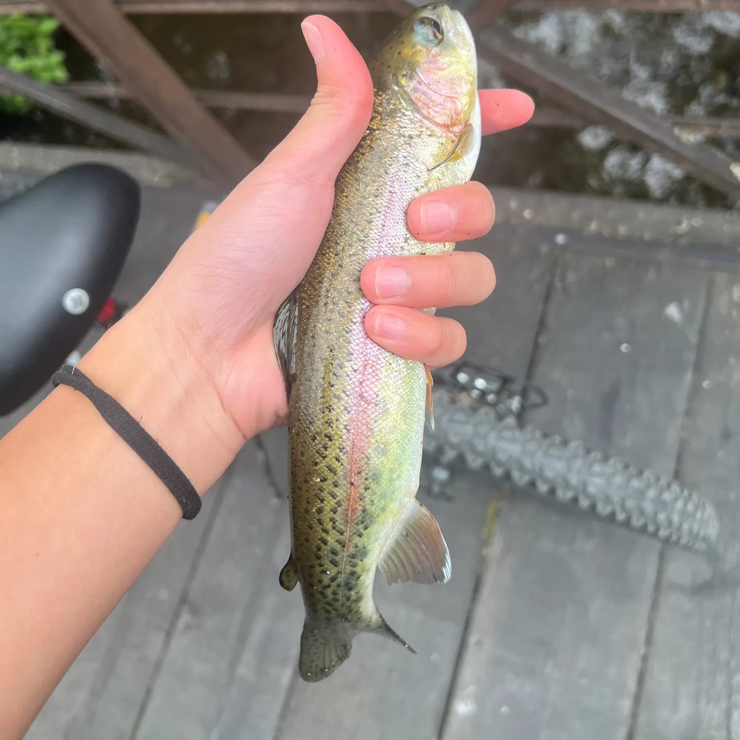 Rainbow trout caught on Fishbrain