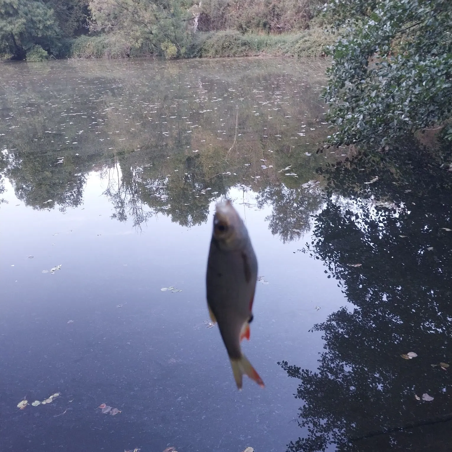 Common rudd caught on Fishbrain