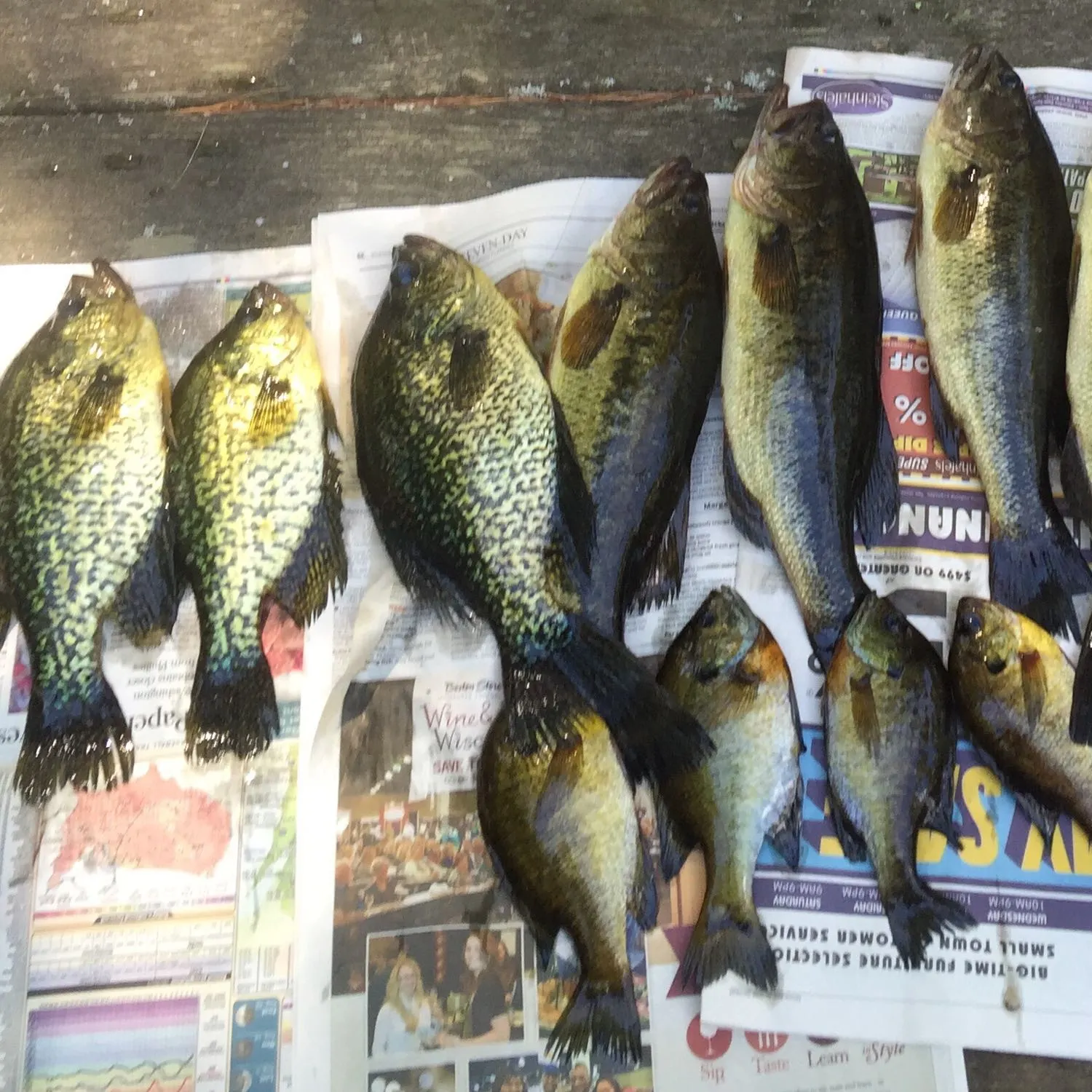 recently logged catches