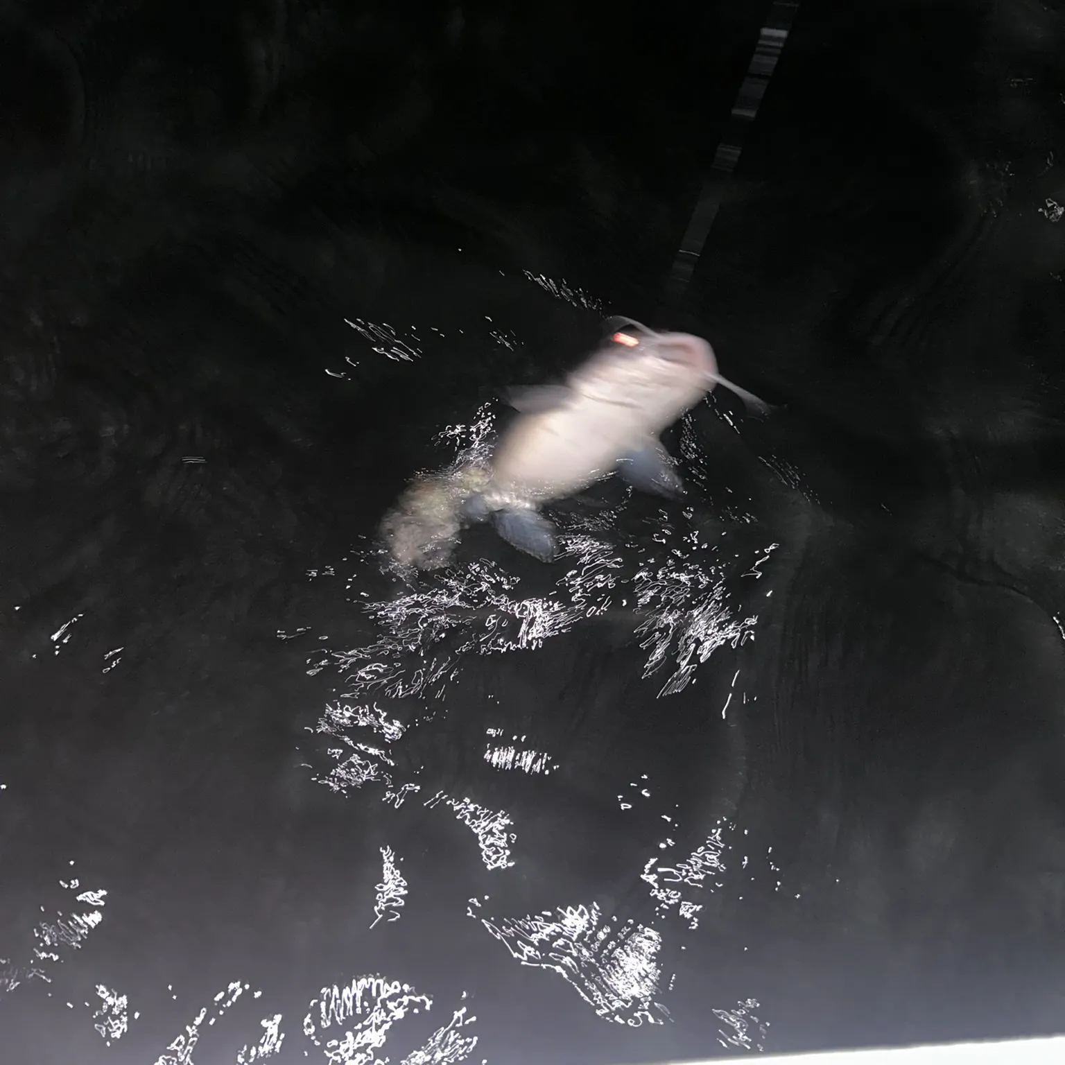 The most recent Giant sea catfish catches on Fishbrain