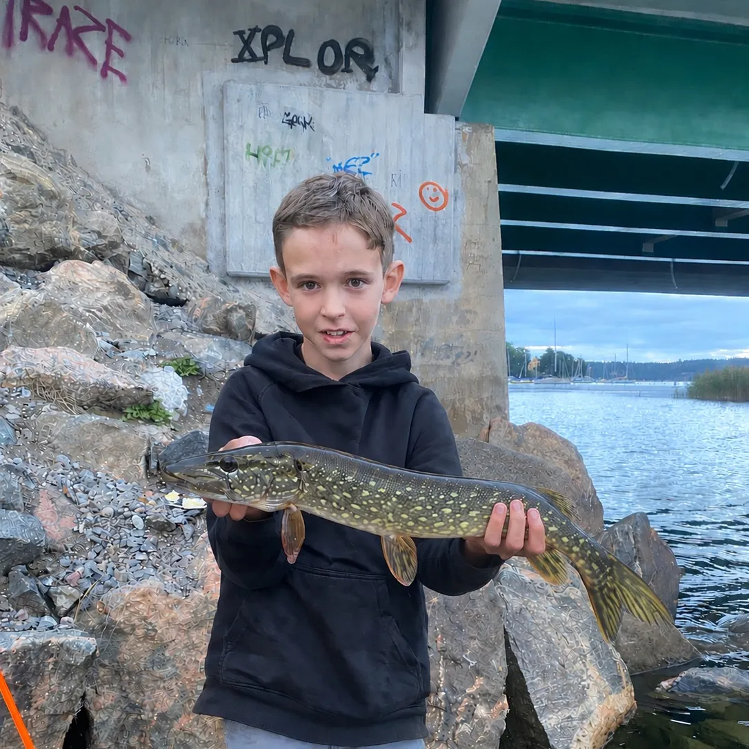 Northern pike caught on Fishbrain