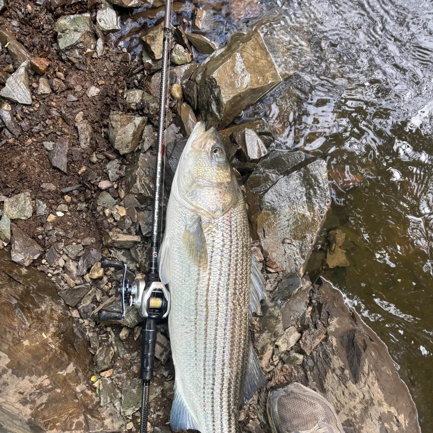 The most recent Striped bass catches on Fishbrain