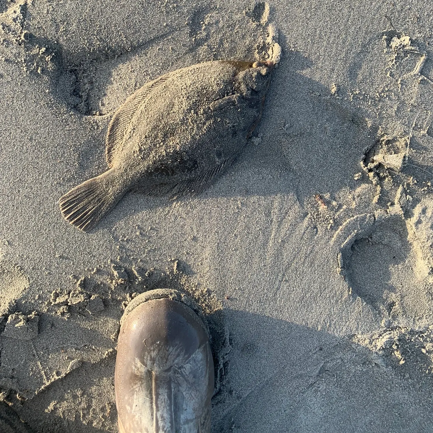 The most recent Winter flounder catches on Fishbrain
