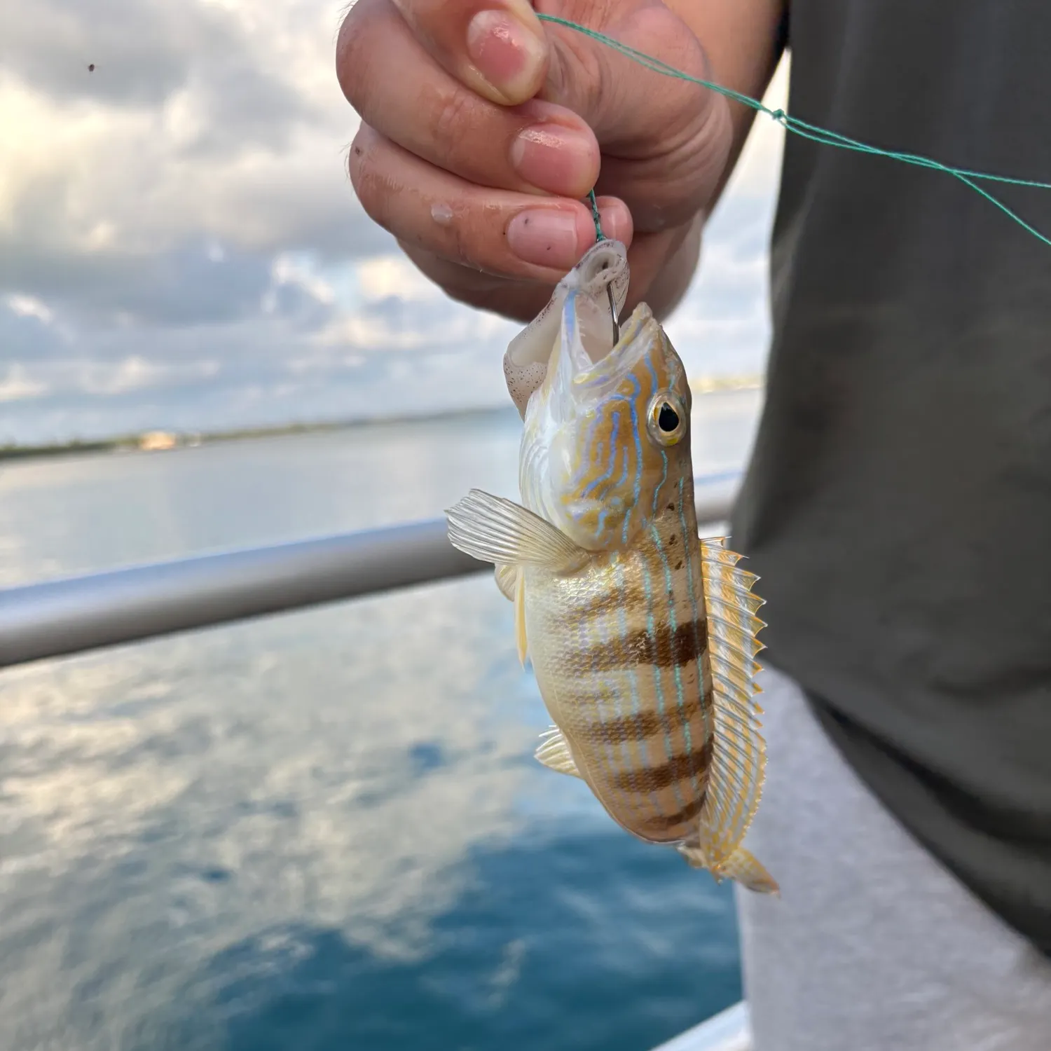 The most recent Inshore lizardfish catches on Fishbrain