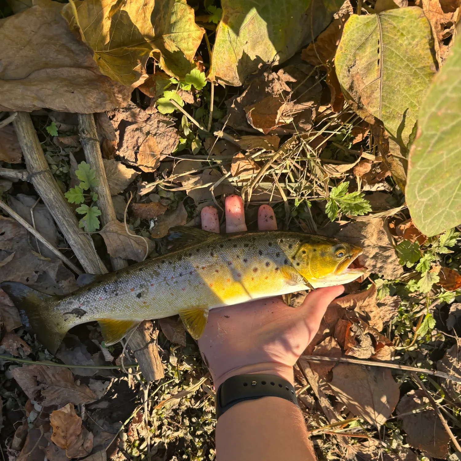Brown trout caught on Fishbrain