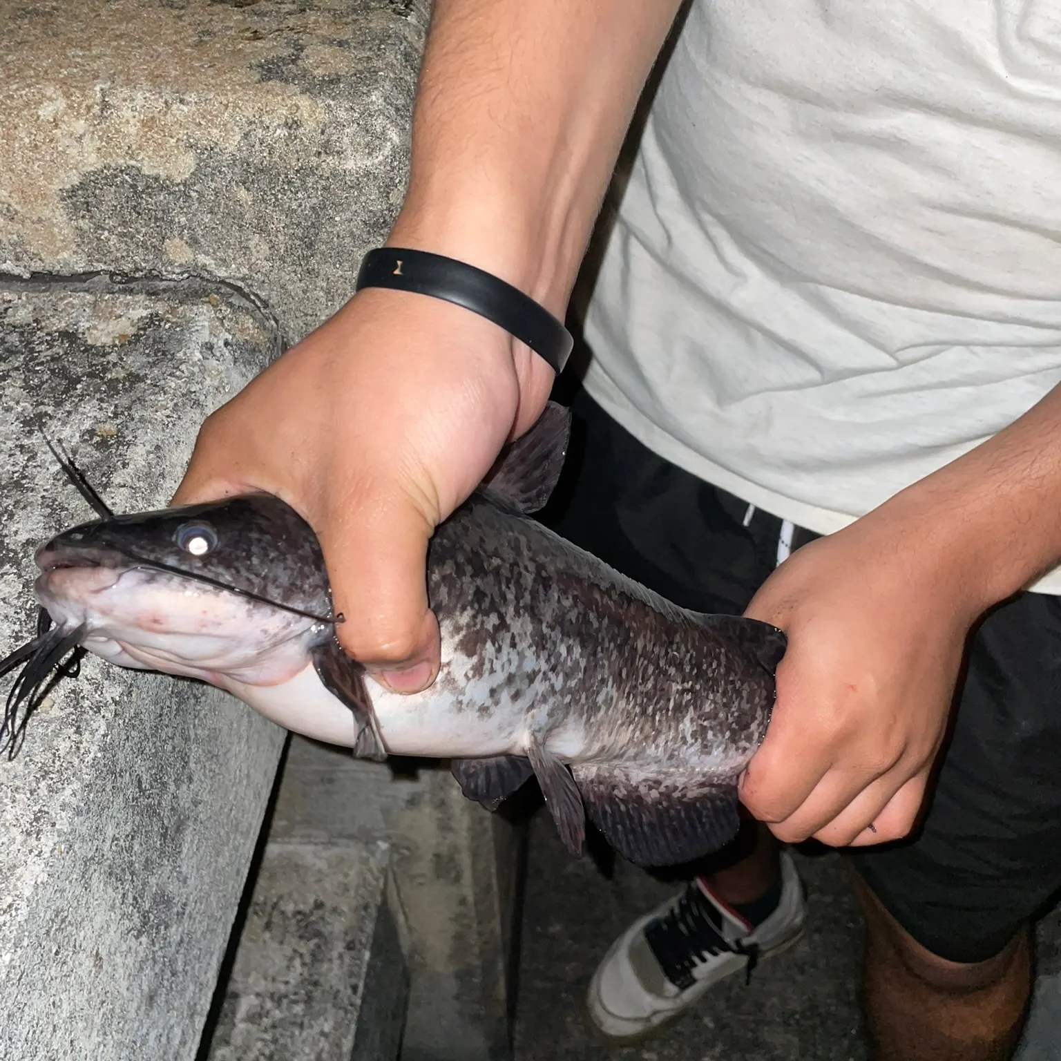 The most recent Spotted bullhead catches on Fishbrain