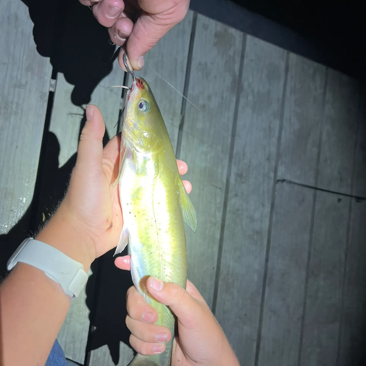 Channel catfish caught on Fishbrain
