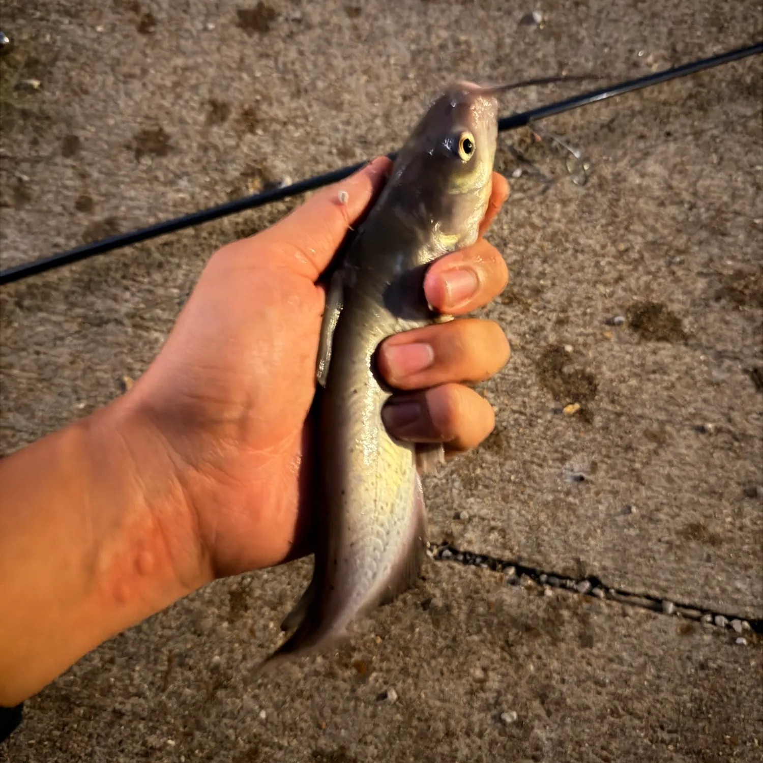 Channel catfish caught on Fishbrain