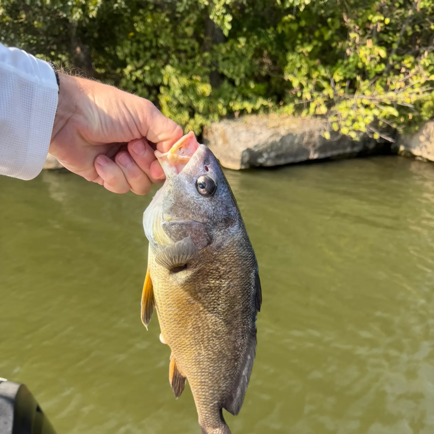 Freshwater drum caught on Fishbrain