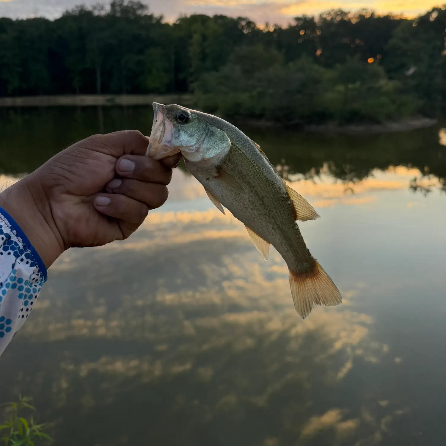 Spotted bass caught on Fishbrain