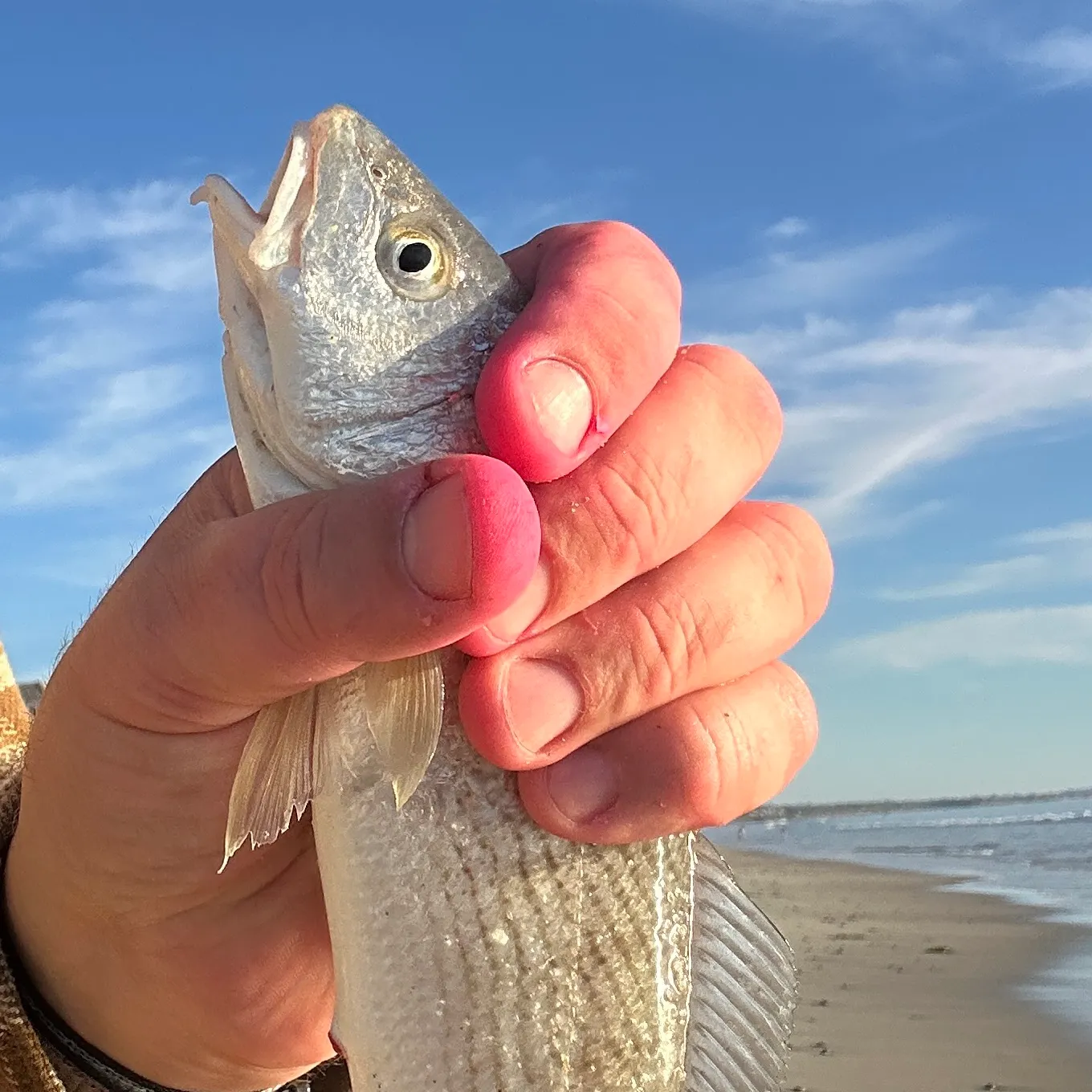 The most recent White croaker catches on Fishbrain