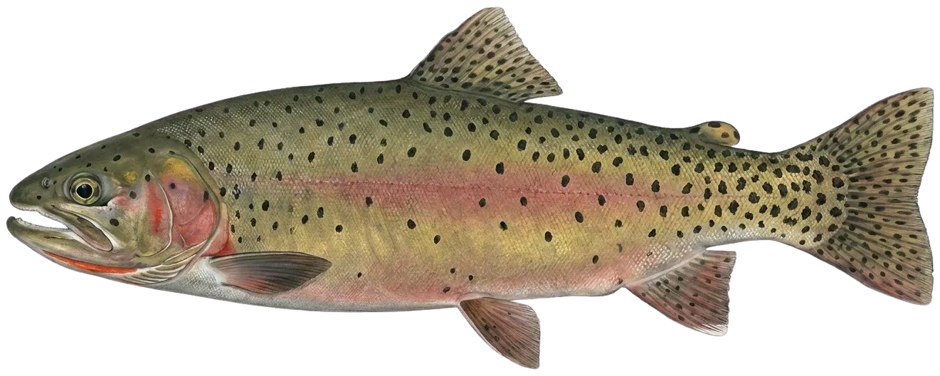 Lahontan cutthroat trout