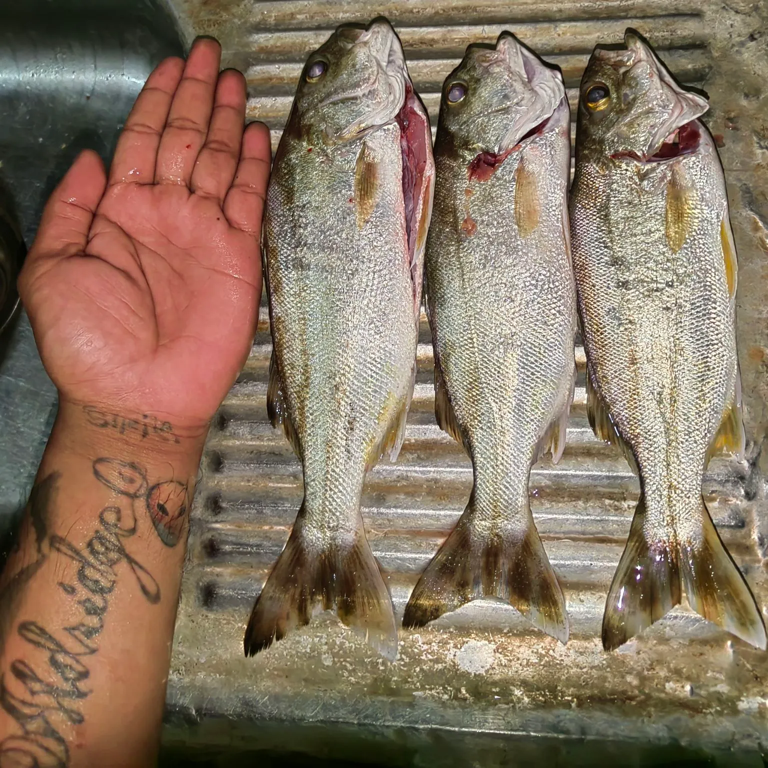 The most recent Jarbua terapon catches on Fishbrain
