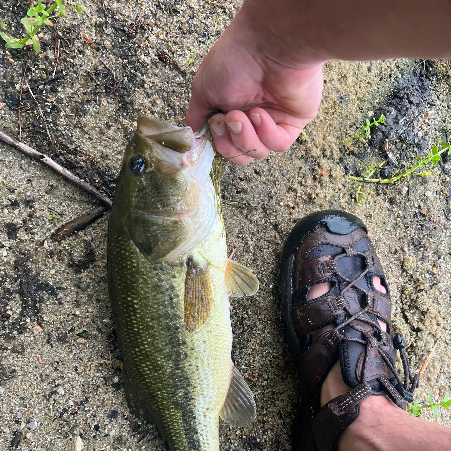 Largemouth bass caught on Fishbrain
