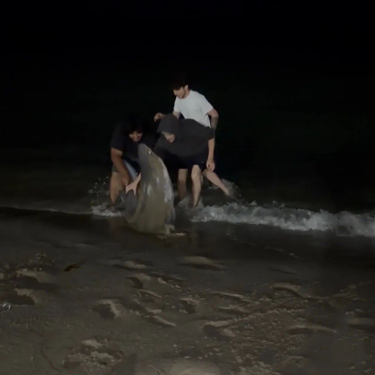 The most recent Prickly shark catches on Fishbrain