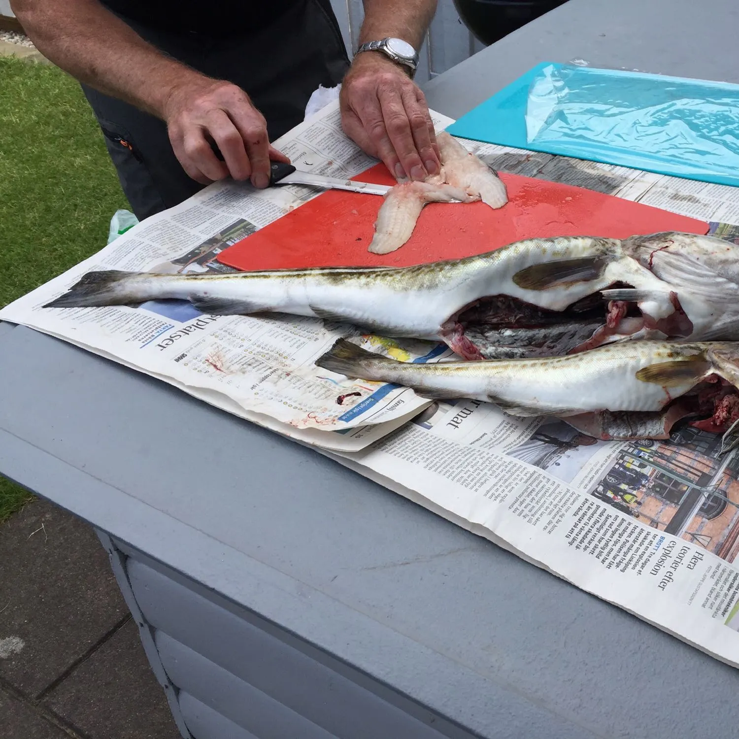 recently logged catches