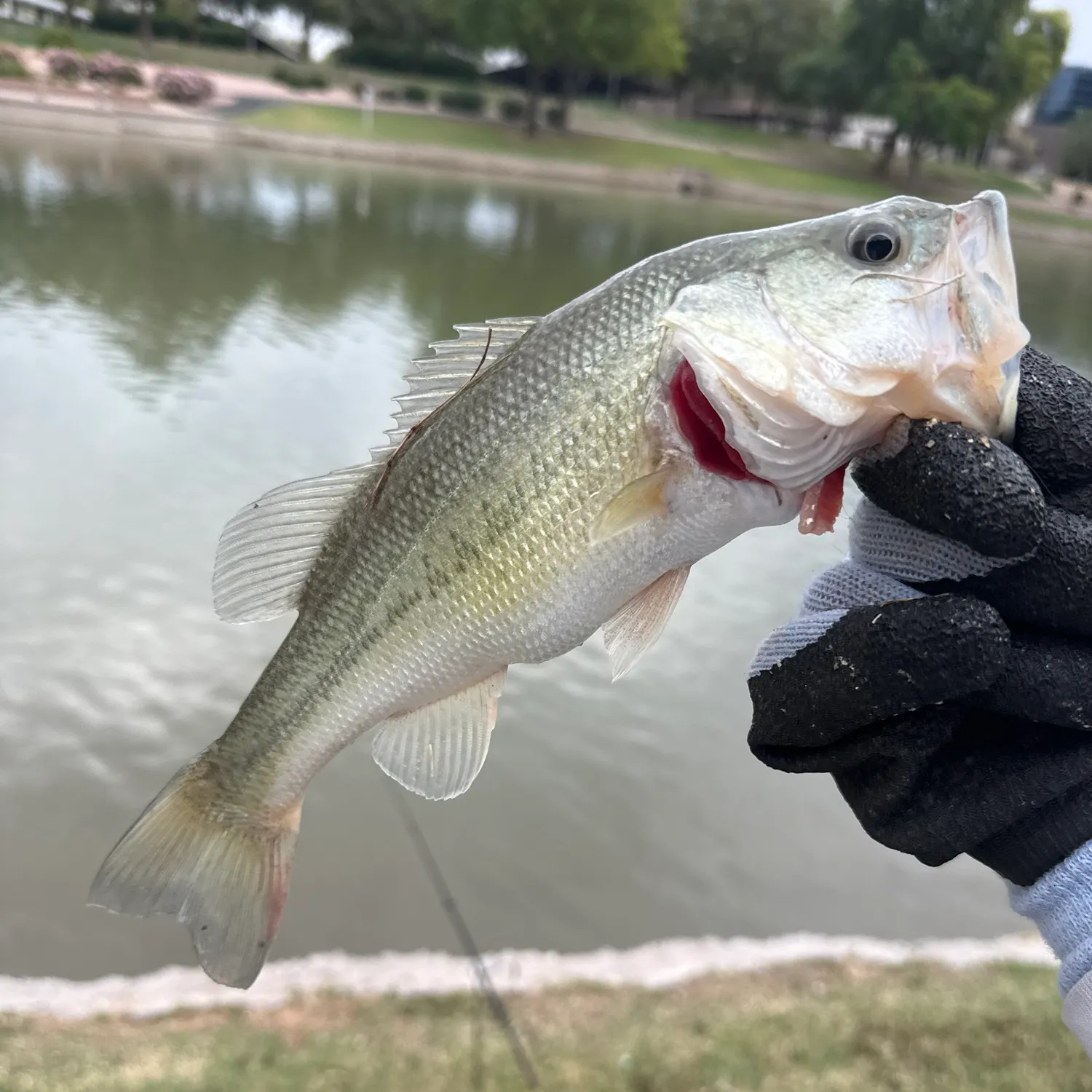 The most recent Redtail catfish catches on Fishbrain