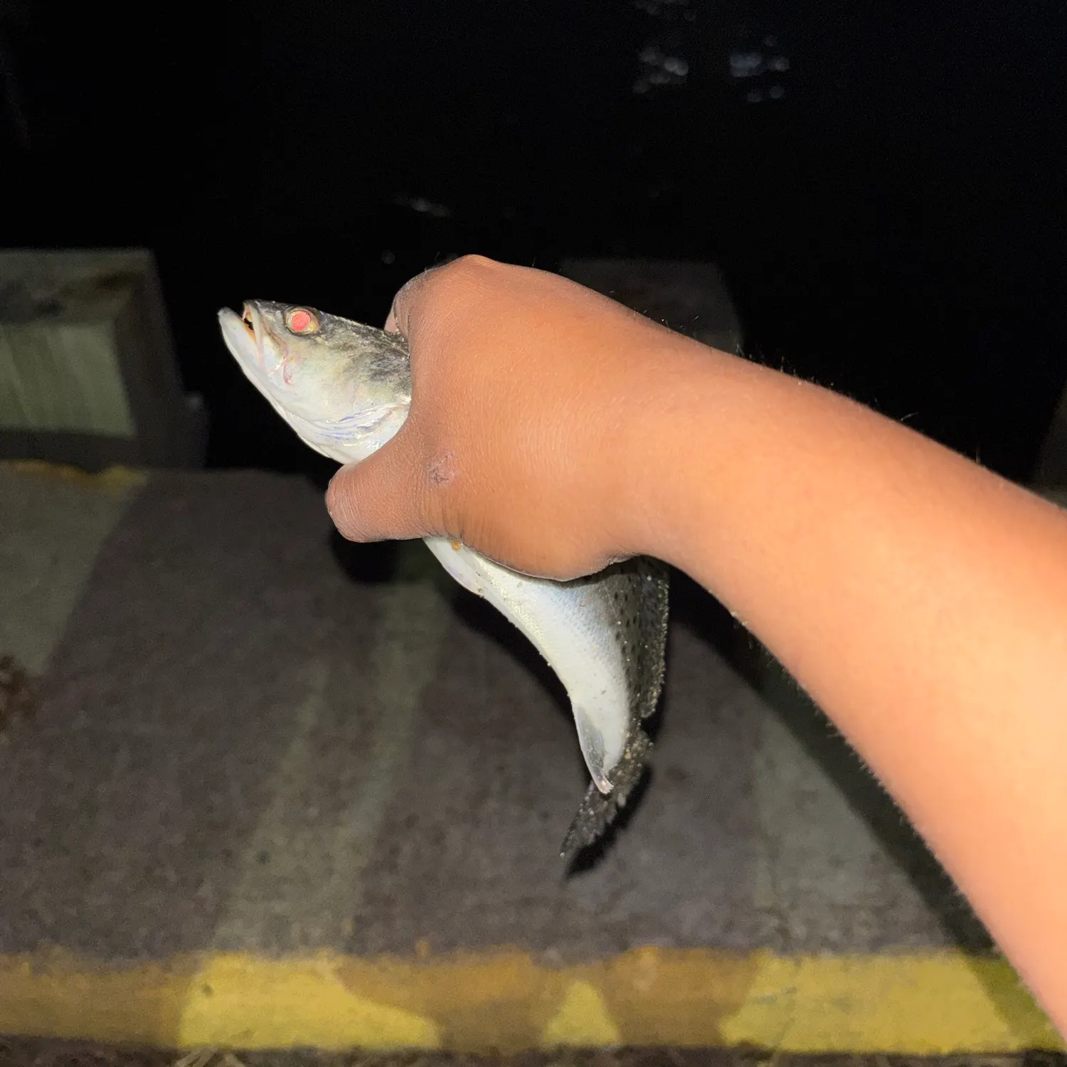 Spotted seatrout caught on Fishbrain