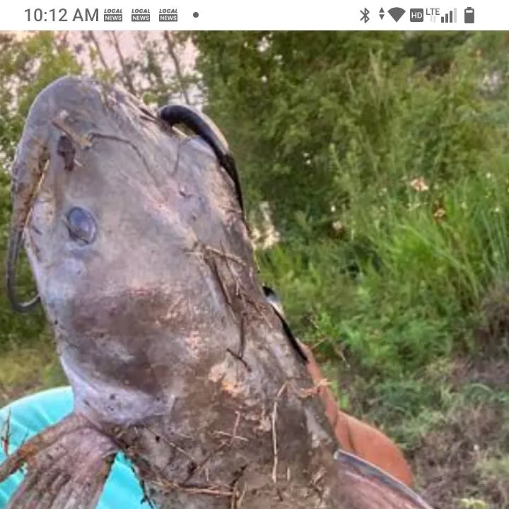 Smallmouth bass caught on Fishbrain