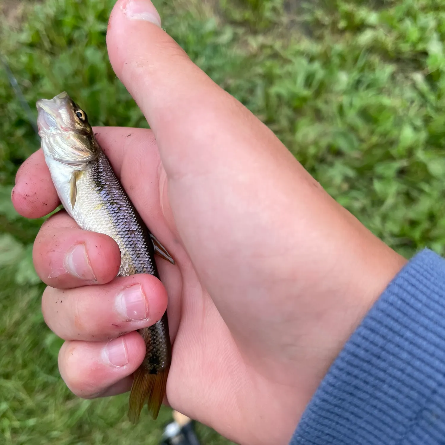 The most recent Creek chub catches on Fishbrain
