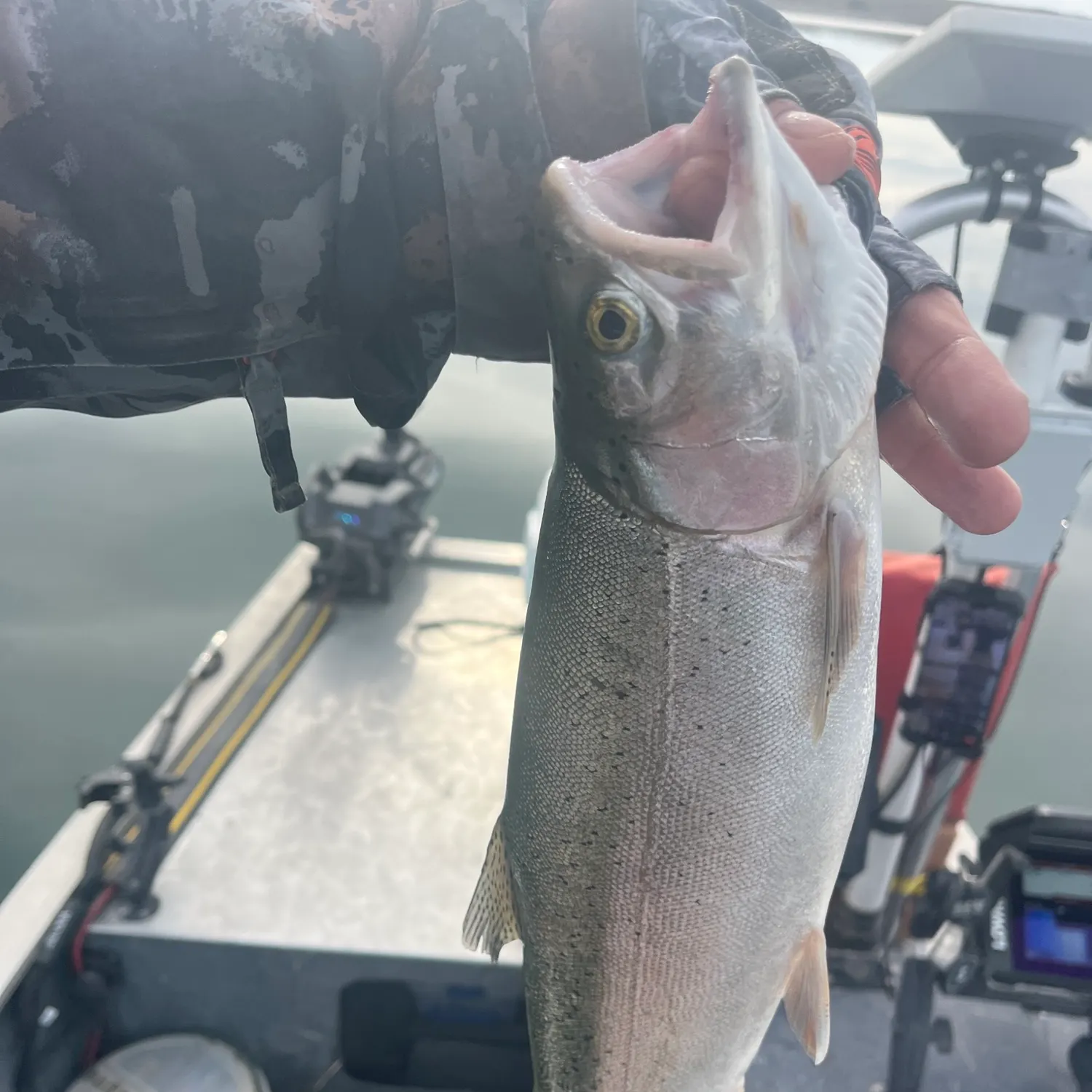 Rainbow trout caught on Fishbrain