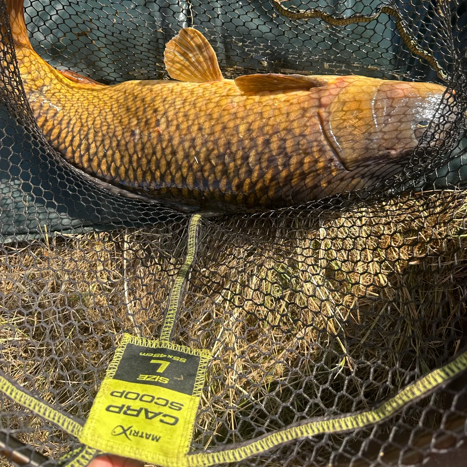 Common carp caught on Fishbrain