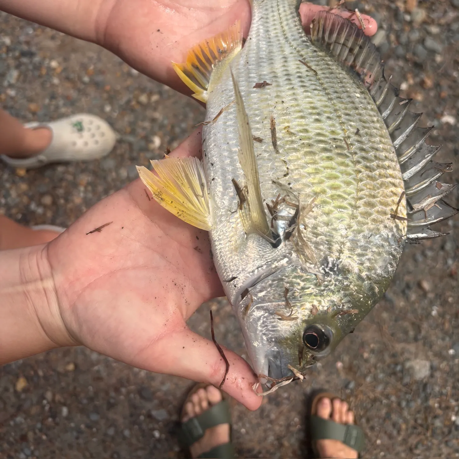 catch