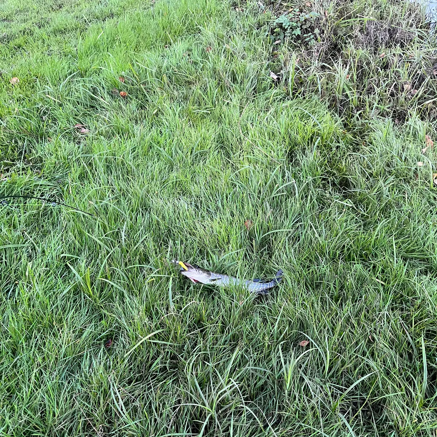 Northern pike caught on Fishbrain