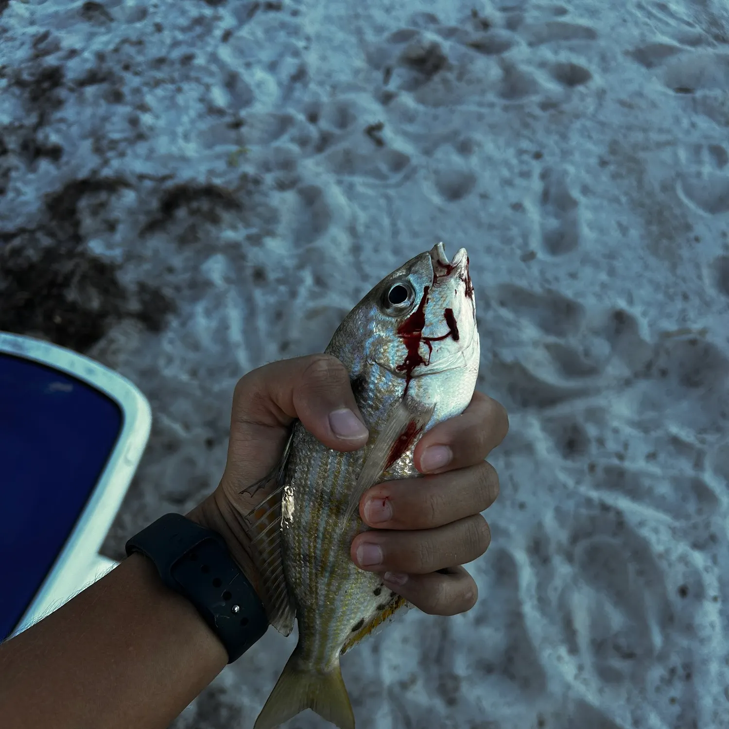 Pinfish caught on Fishbrain