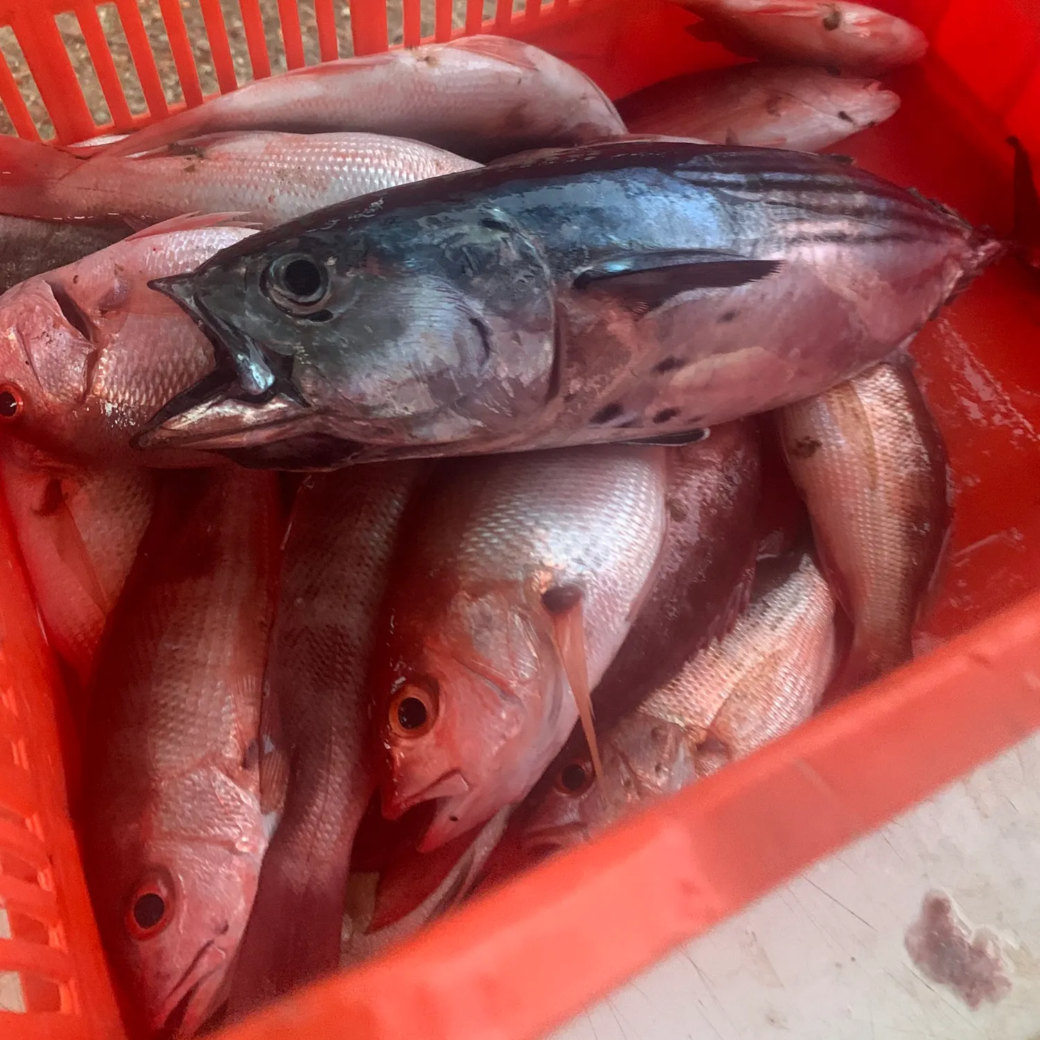 The most recent Pacific bluefin tuna catches on Fishbrain
