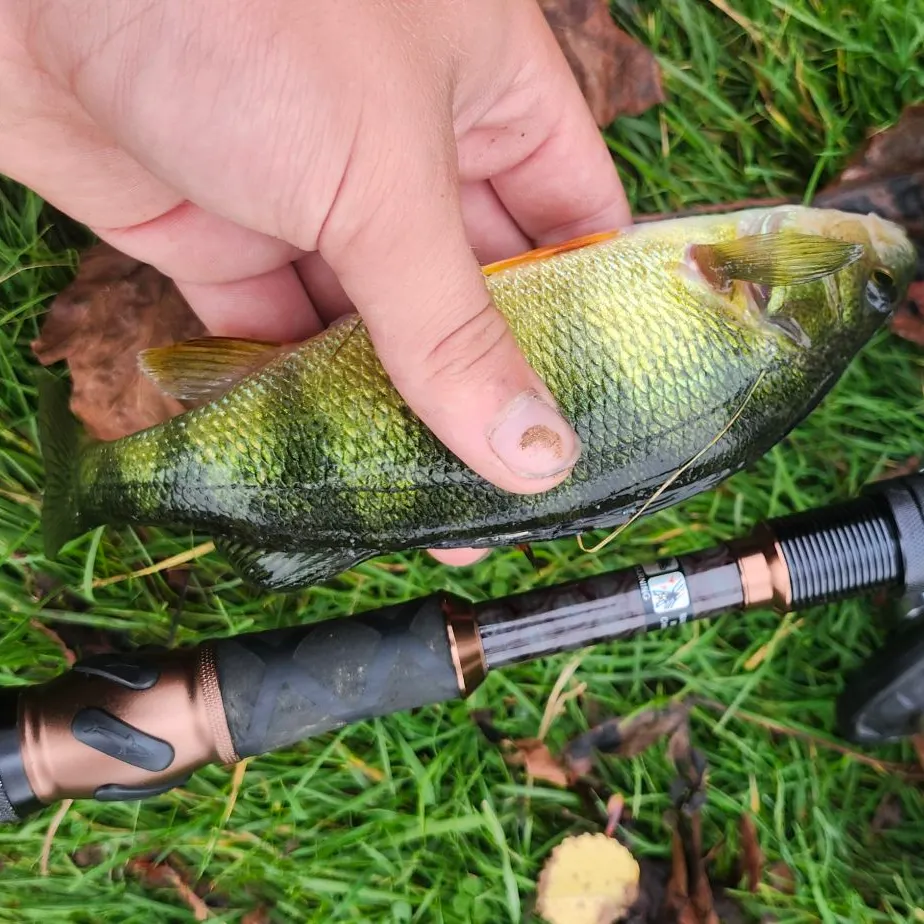 Yellow perch caught on Fishbrain