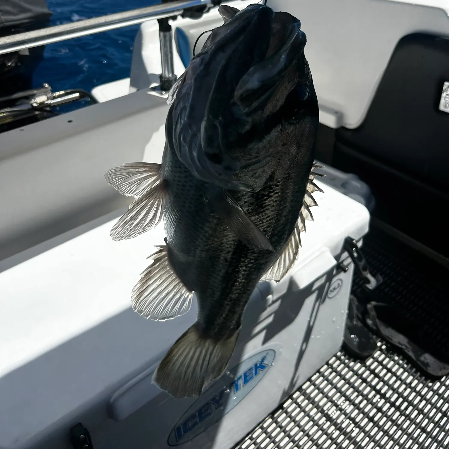 The most recent Westralian jewfish catches on Fishbrain