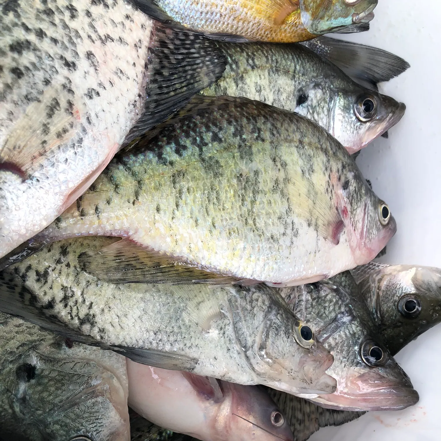 recently logged catches