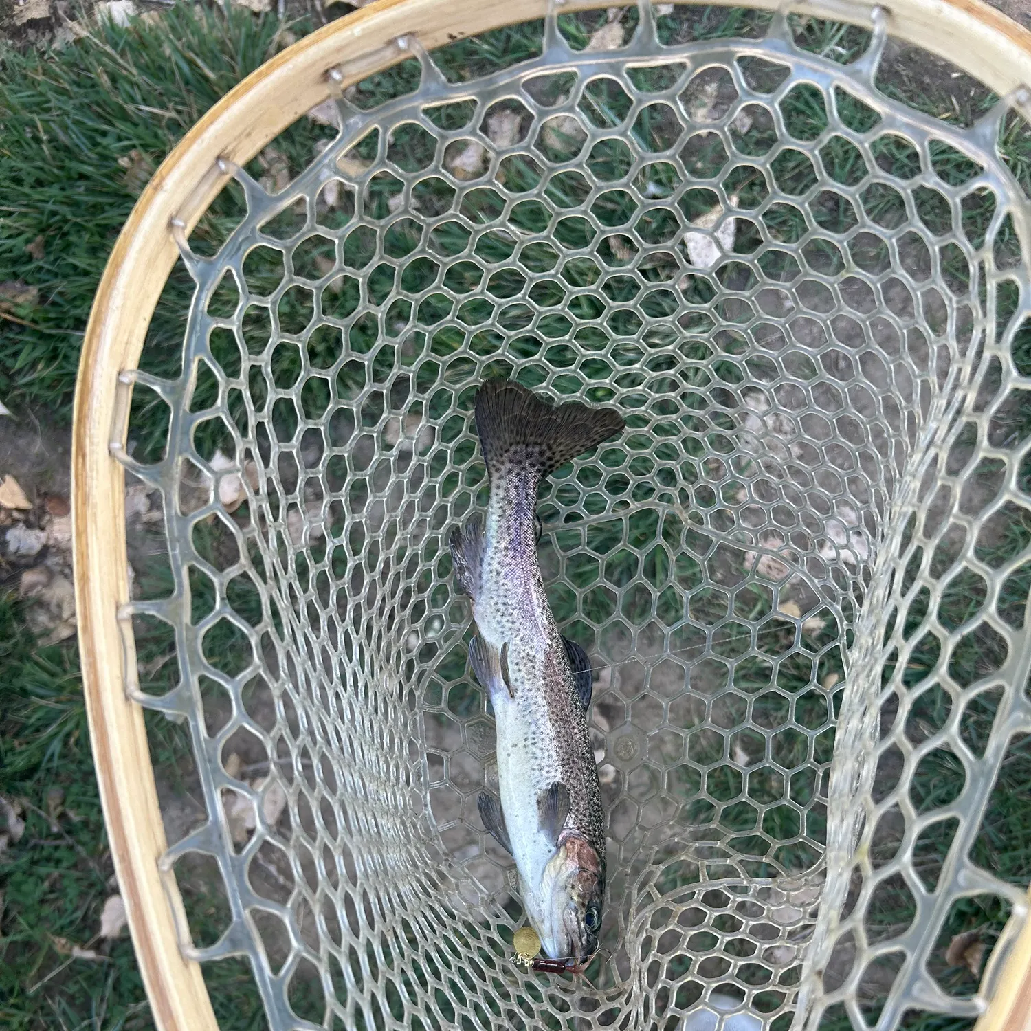 Rainbow trout caught on Fishbrain