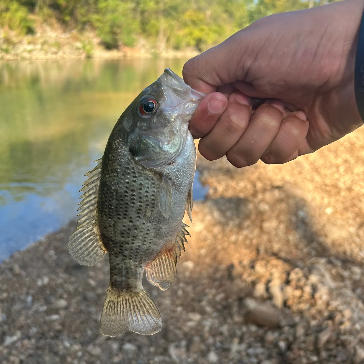 Rock bass caught on Fishbrain