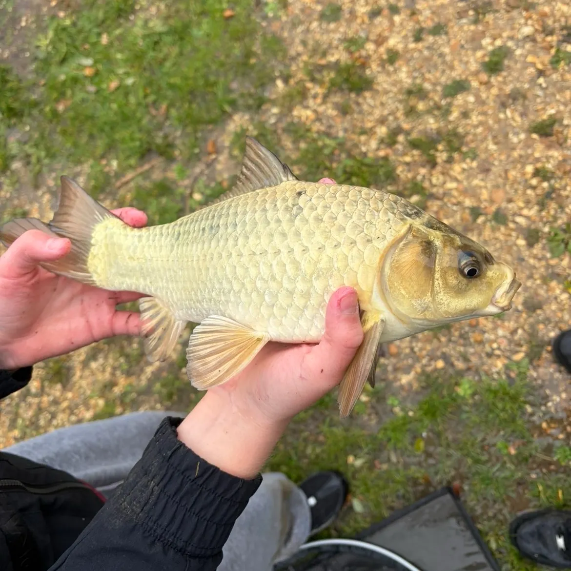 Crucian carp caught on Fishbrain