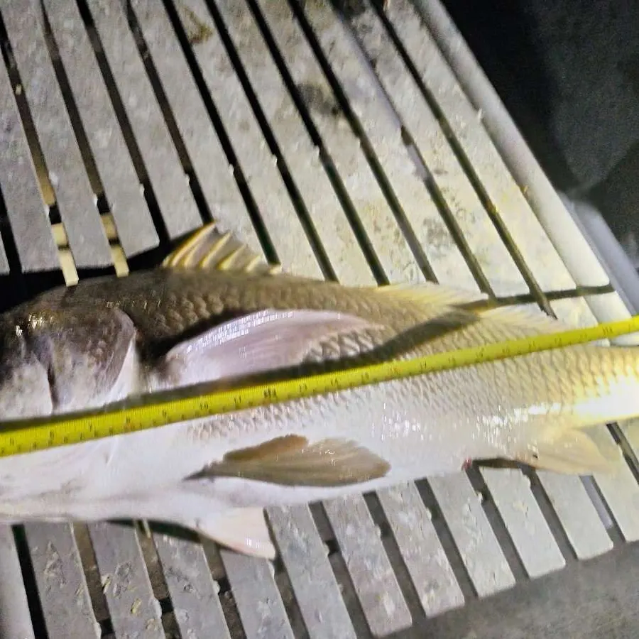 The most recent Black drum catches on Fishbrain
