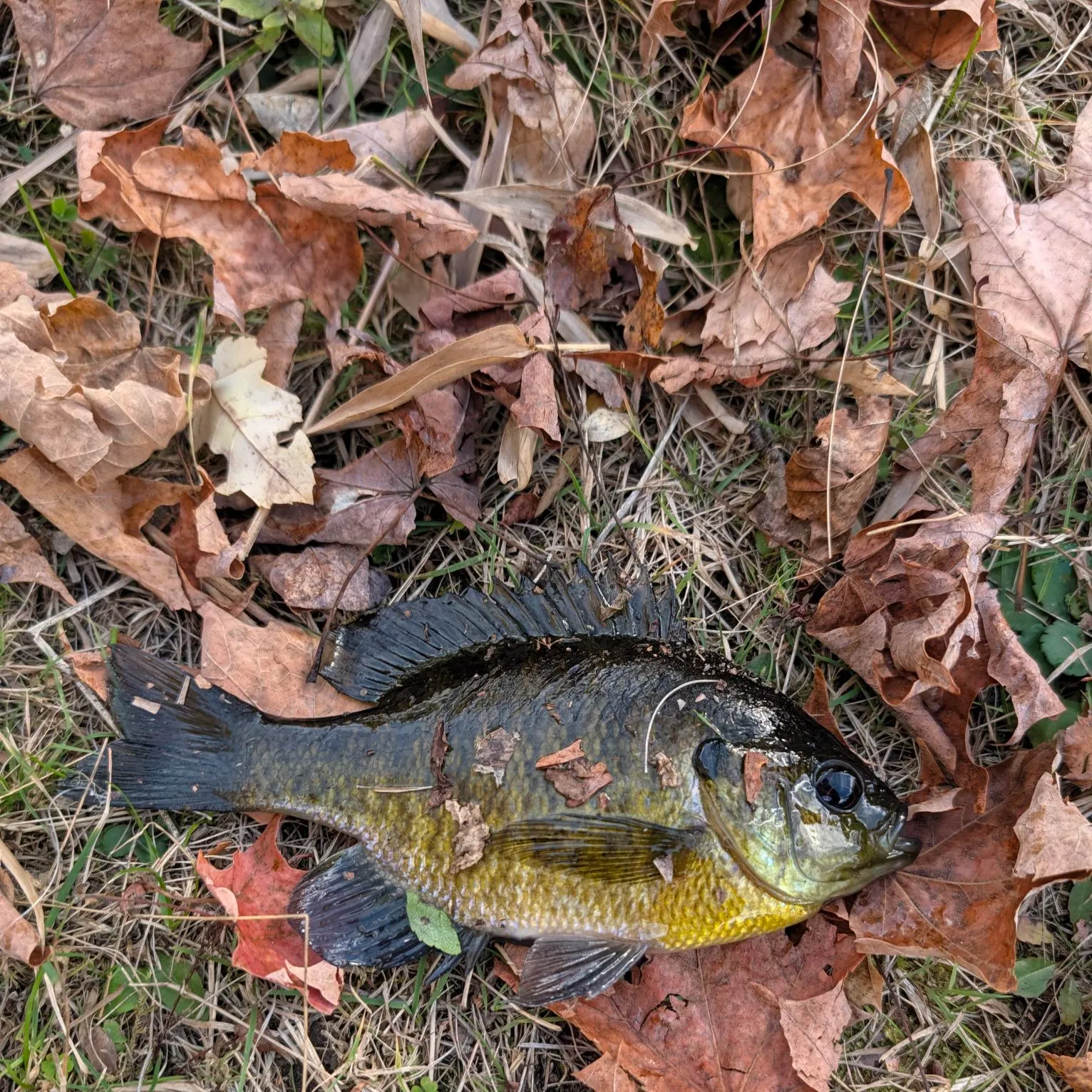 Redear sunfish caught on Fishbrain