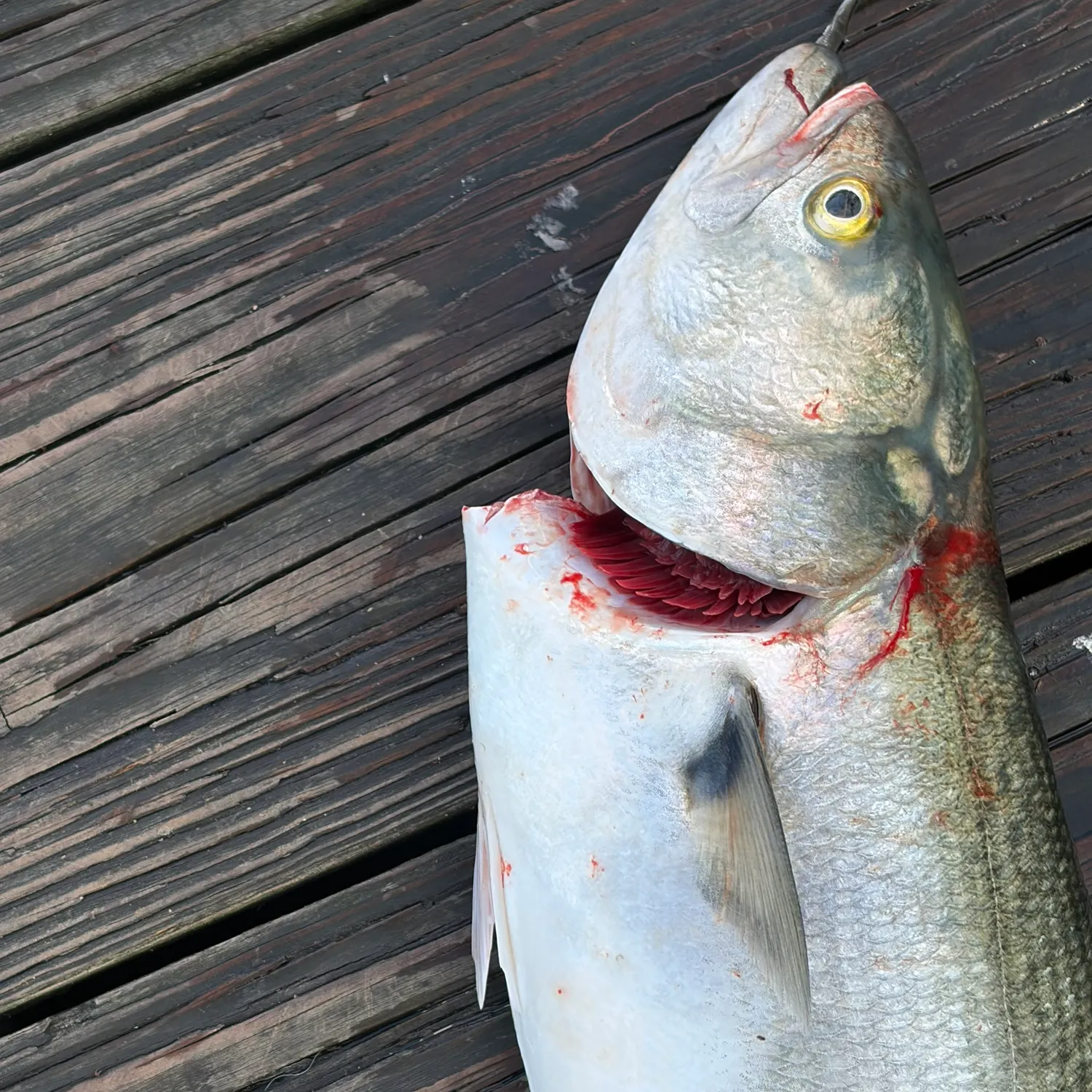 Bluefish caught on Fishbrain