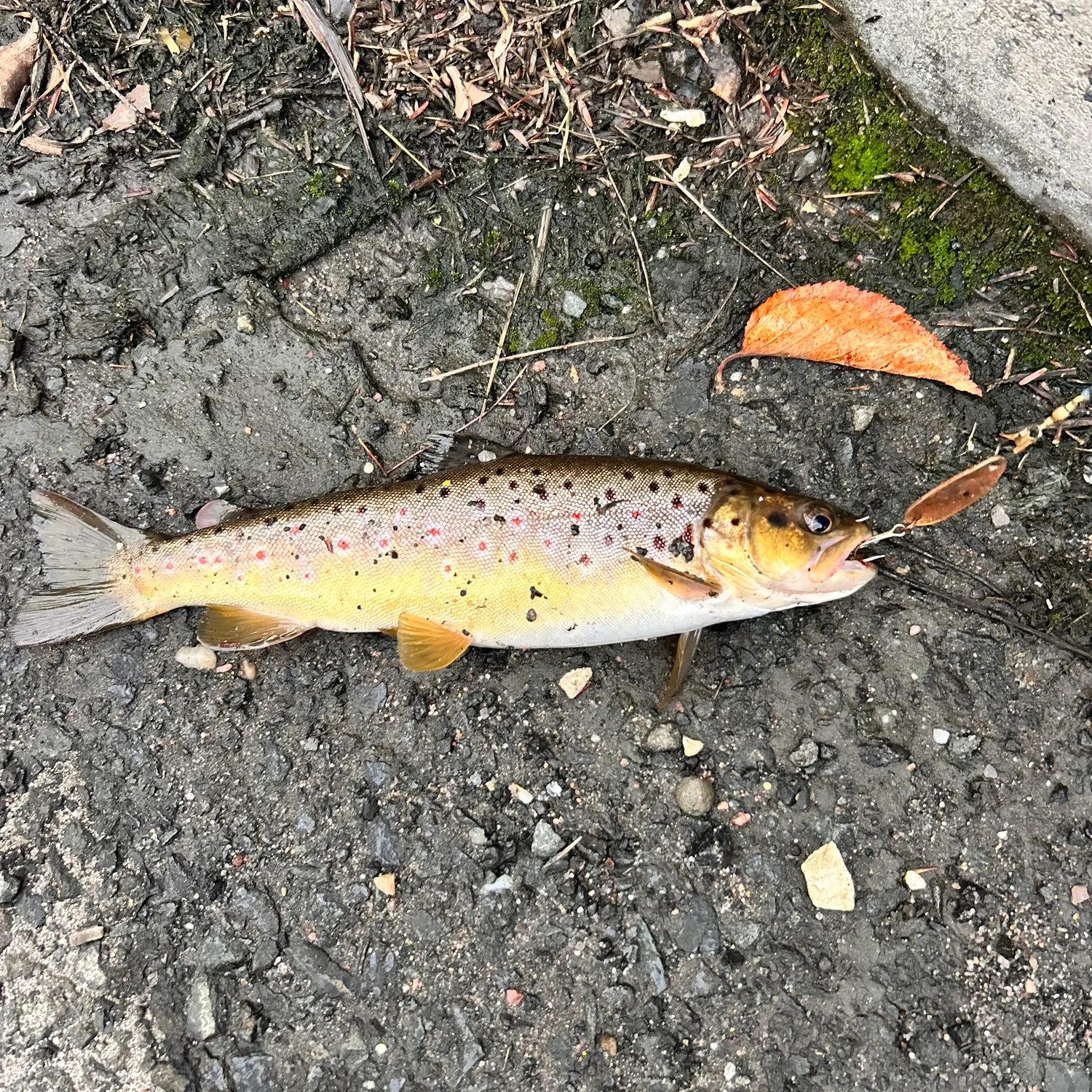 Brown trout caught on Fishbrain