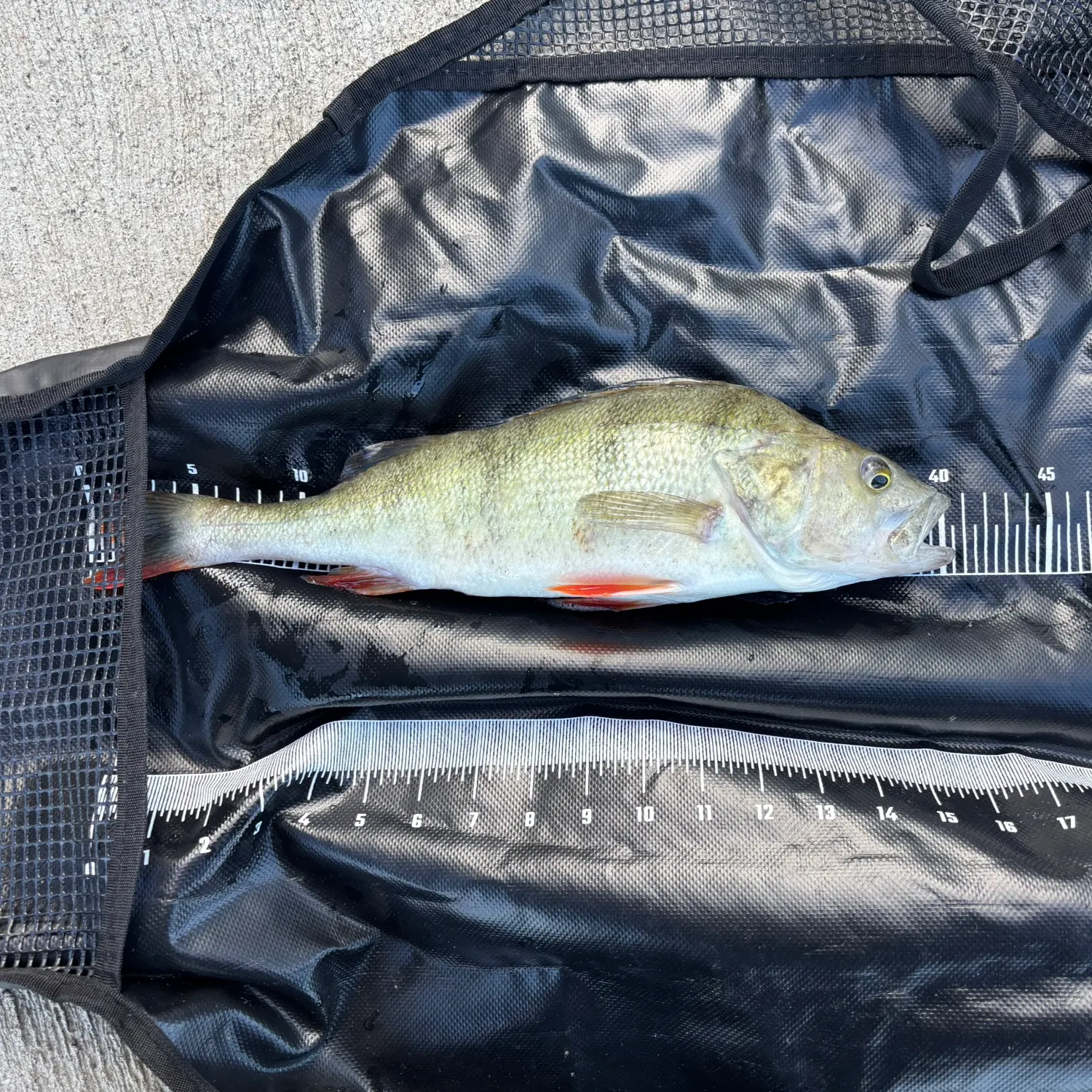 European perch caught on Fishbrain