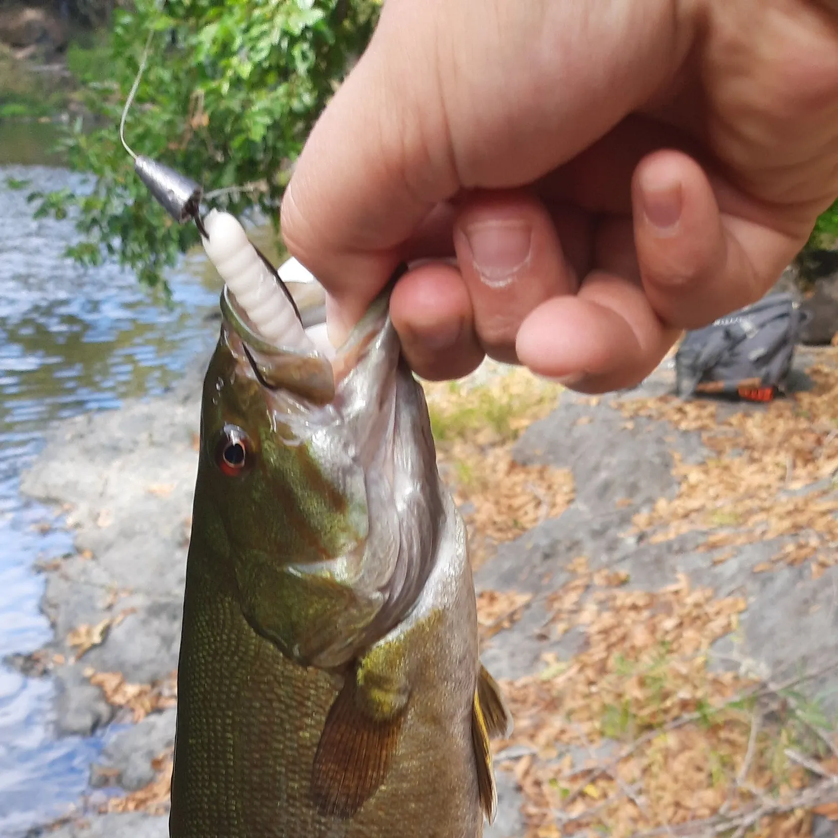 Smallmouth bass caught on Fishbrain