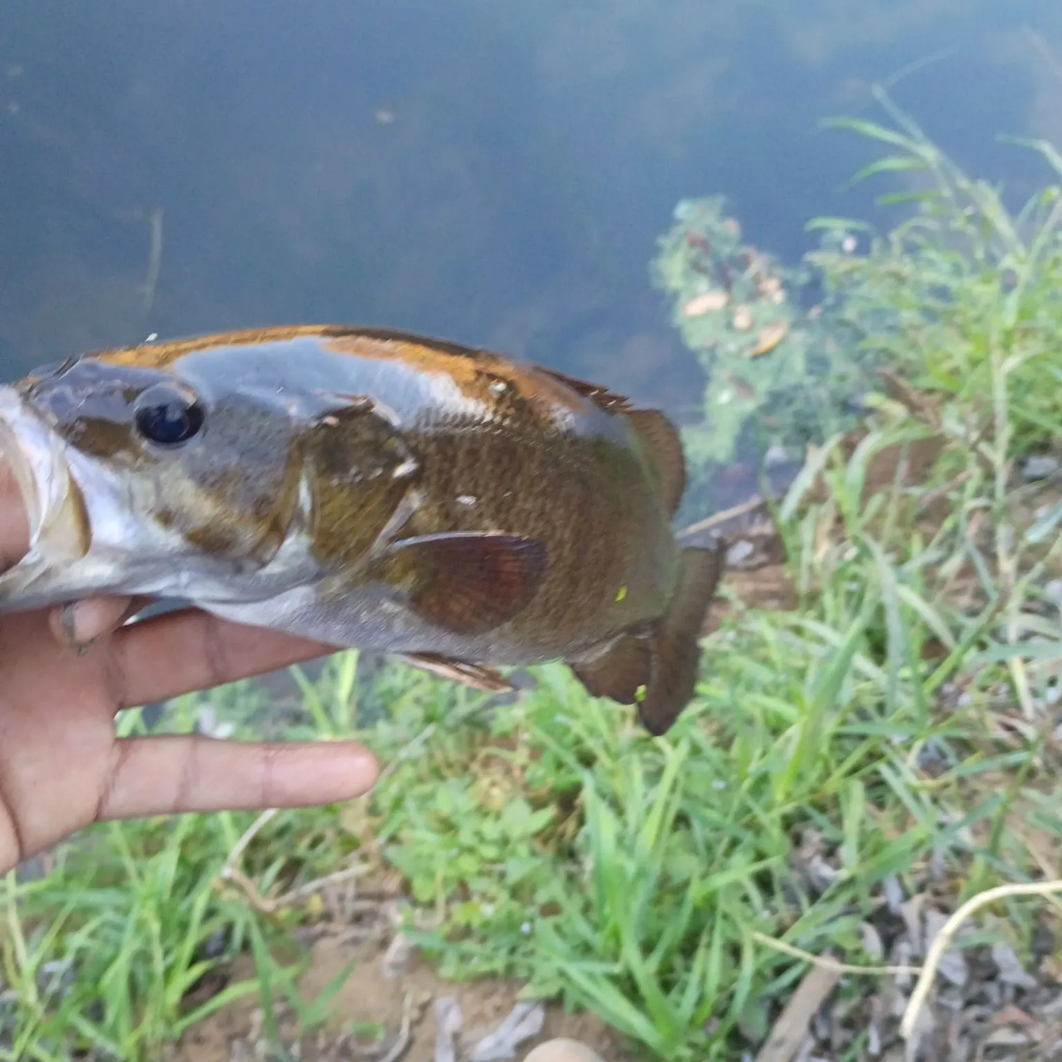 Smallmouth bass caught on Fishbrain