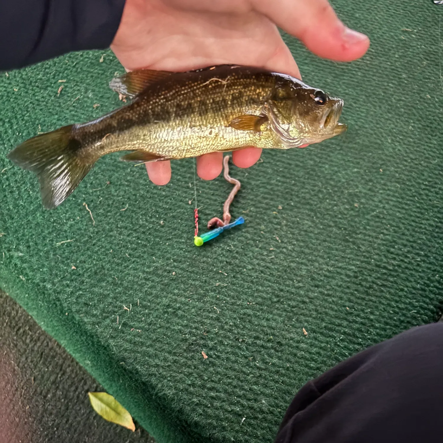 Yellow perch caught on Fishbrain