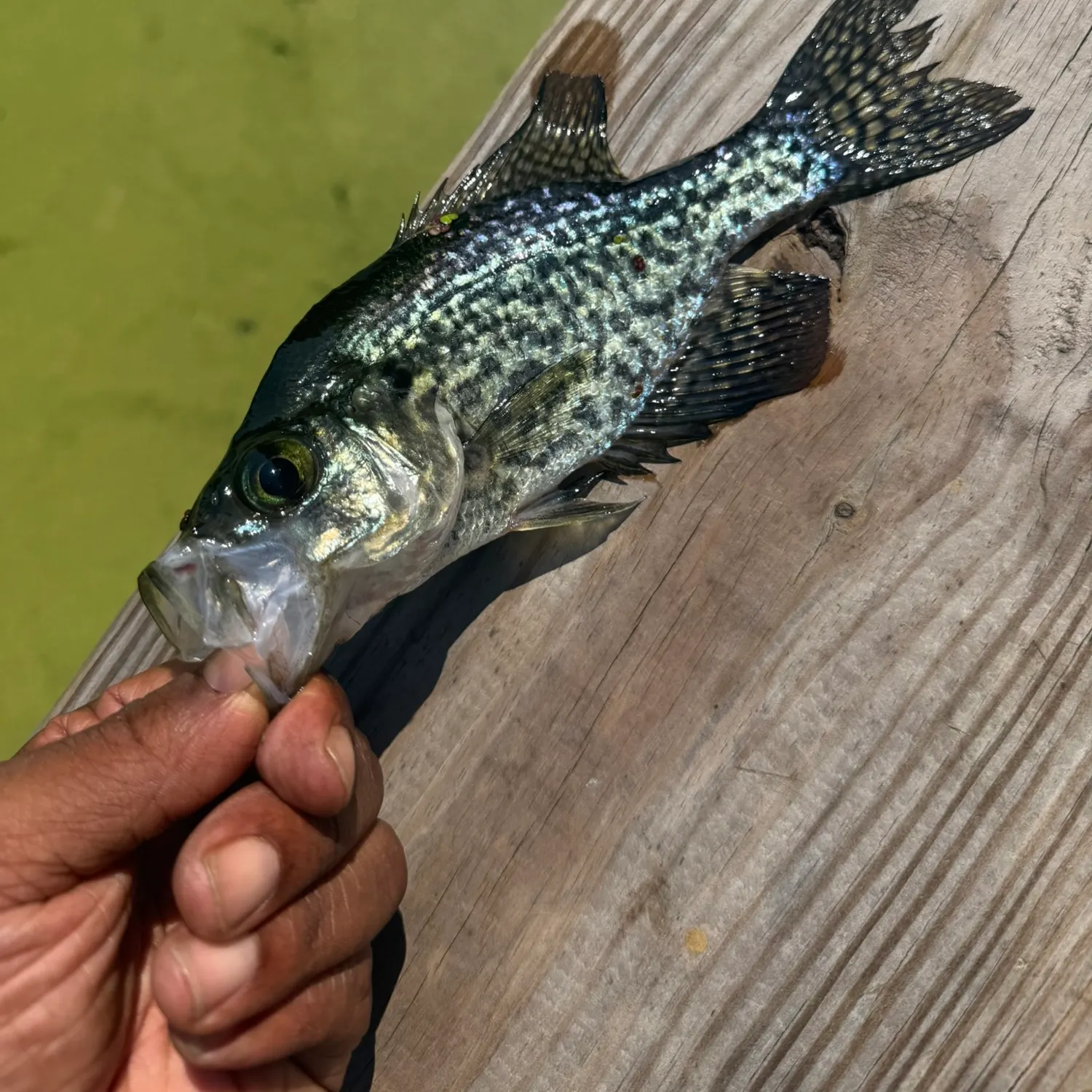 Black crappie caught on Fishbrain