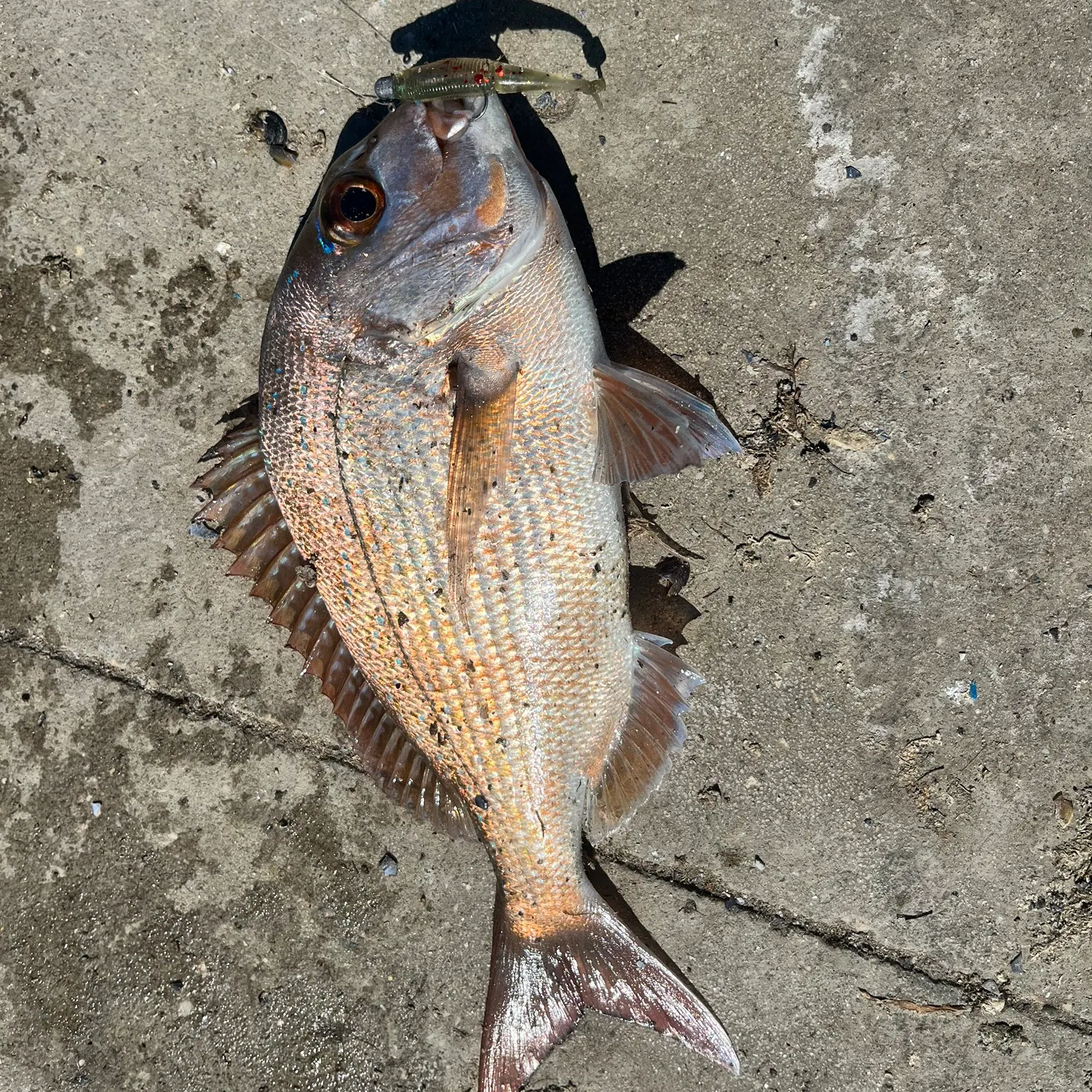Australasian snapper caught on Fishbrain